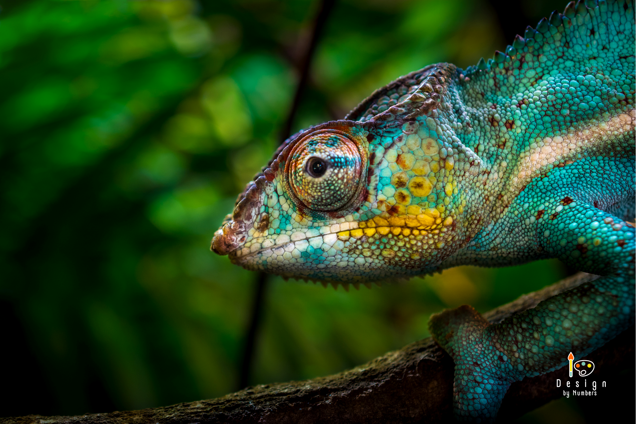 Chameleon Prism- Paint By Numbers