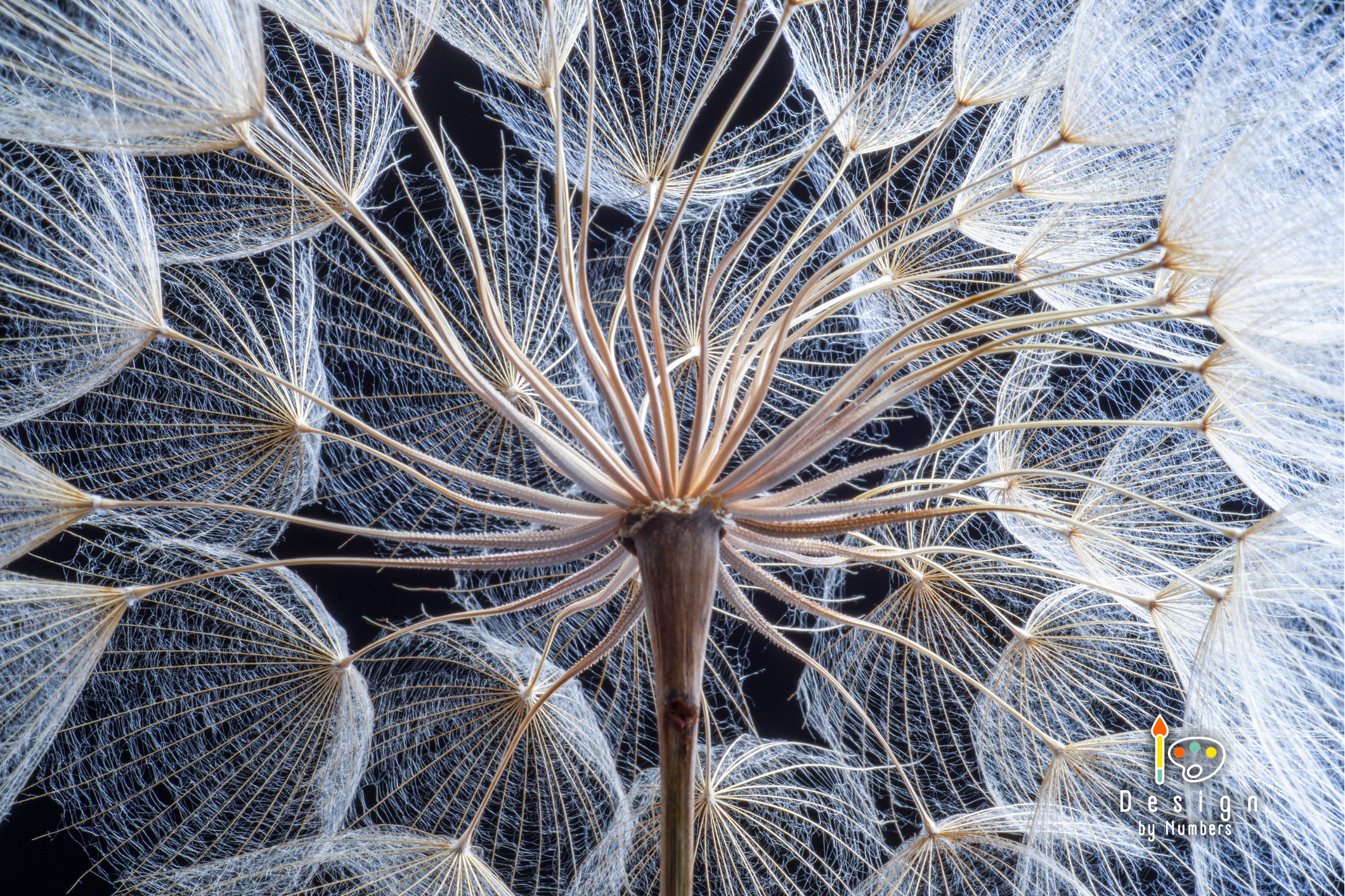 Dreams of a Dandelion - Paint by Numbers